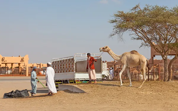 Mercado tradicional de camelos em Al Ain nos Emirados Árabes Unidos — Fotografia de Stock