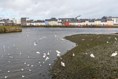 Claddagh