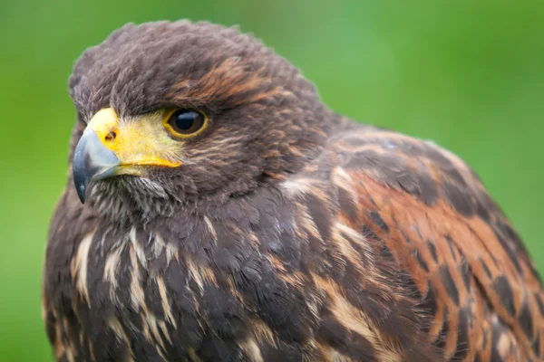 Bird of prey — Stock Photo, Image