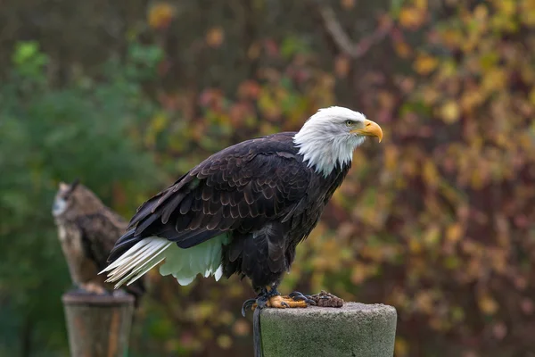 Bald Eagle — Stock Photo, Image