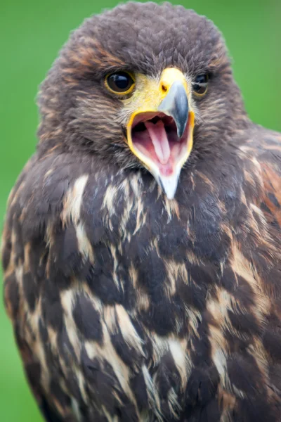 Bird of prey — Stock Photo, Image