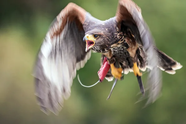 Bird of prey — Stock Photo, Image