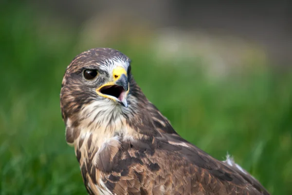 Bird of prey — Stock Photo, Image