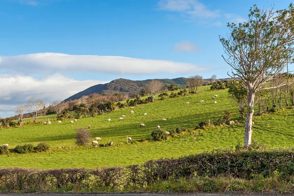 Scenic Landscape in Ireland — Stock Photo, Image