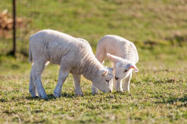 two cute white lambs clipart