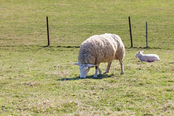 Mamma får med hennes lamm på ett fält — Stockfoto