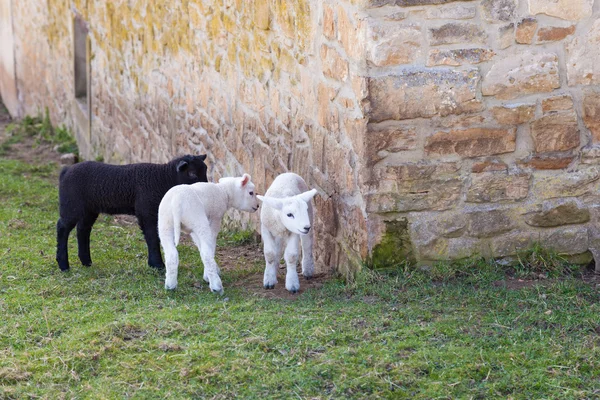 Young lambs — Stock Photo, Image