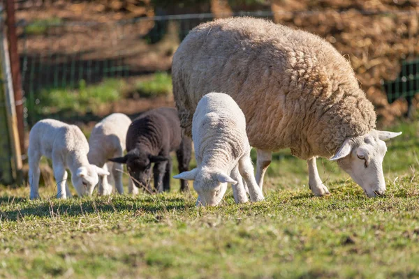 Schafmutter mit ihrem Lamm auf einem Feld — Stockfoto