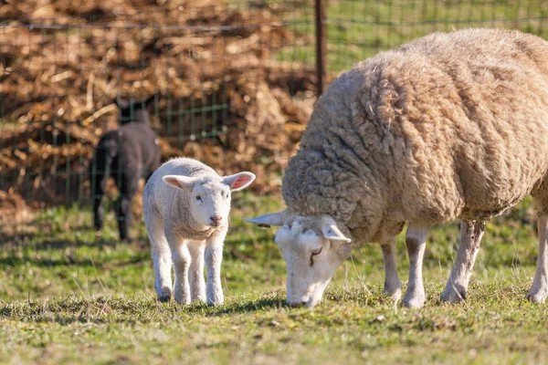 Mamma får med hennes lamm — Stockfoto