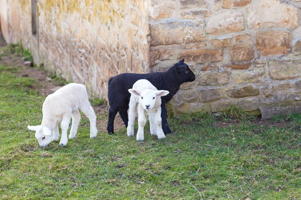 Unga lamm — Stockfoto