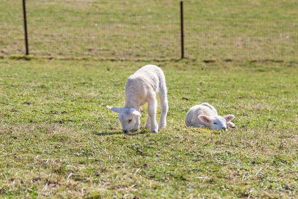 Unga lamm — Stockfoto