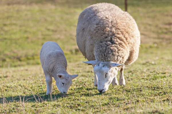 Madre pecora con il suo agnello — Foto Stock