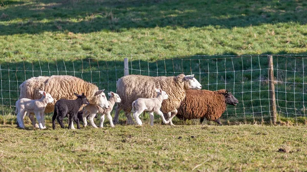 Viele Schafe — Stockfoto