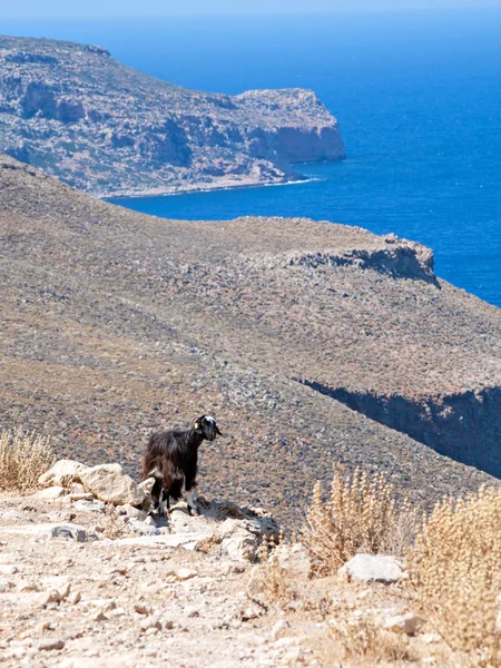 Girit'te keçi — Stok fotoğraf