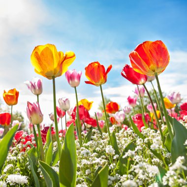 Low angle view of Tulips clipart