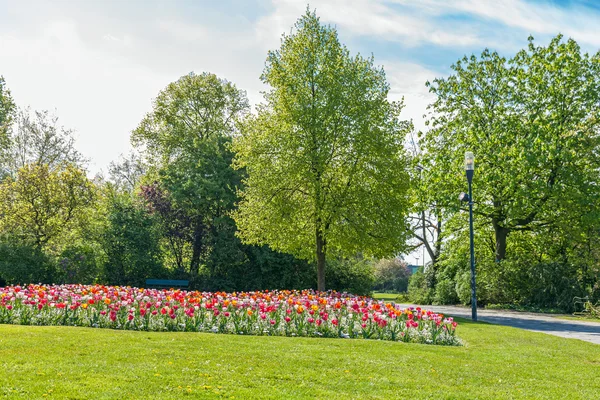 Albert Park with Tulips — Stock Photo, Image