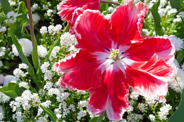 Otwarcie tulipan — Zdjęcie stockowe