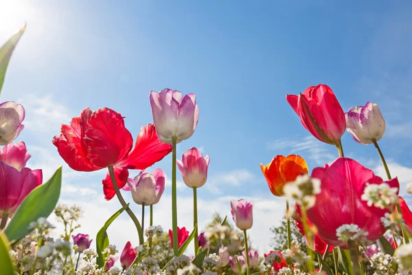 Vista de ángulo bajo de tulipanes — Foto de Stock