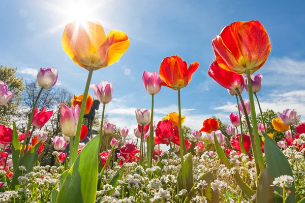 Vista ad angolo basso di Tulipani — Foto Stock