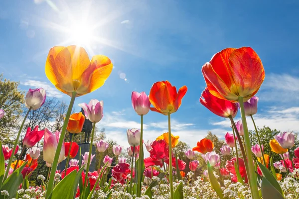 Vista de ángulo bajo de tulipanes — Foto de Stock