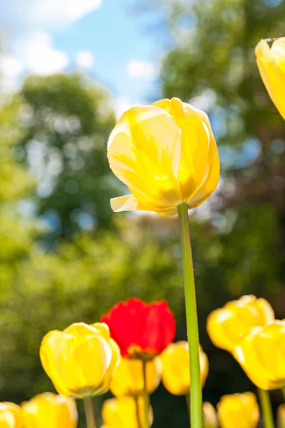 Tulipanes — Foto de Stock