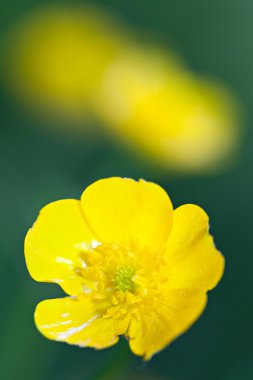 Sarı düğün çiçeği (tipik)