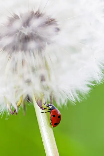 Dandelion and lady bug — Stock Photo, Image