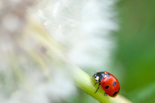 Dandelion and lady bug — Stock Photo, Image