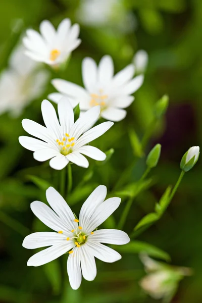 Primo piano di fiori di anemone di legno (Anemone nemorosa ) — Foto Stock