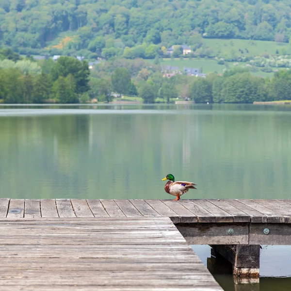 Kaczka na molo nad jeziorem w tle — Zdjęcie stockowe