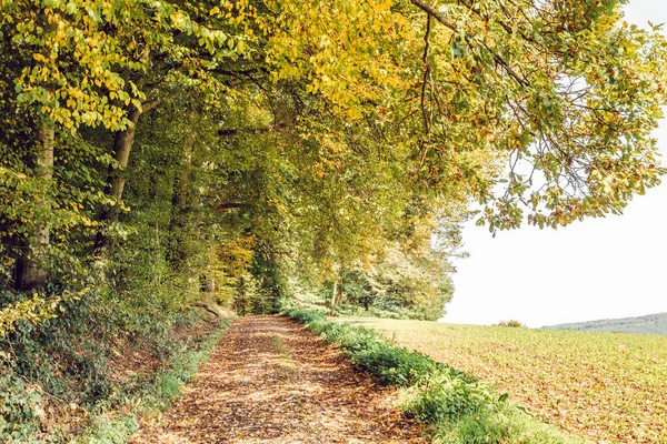 Skog Solig Dag Tyskland Med Stig Och Ett Fält Höger — Stockfoto