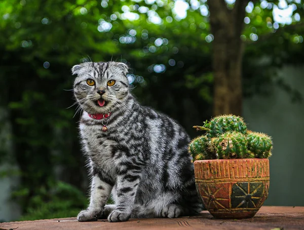 Brązowy Scottish Fold Kot Pięknymi Pomarańczowymi Oczami Siedzi Stole Zielonym — Zdjęcie stockowe