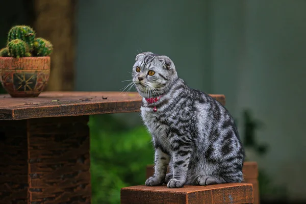 Een Bruine Schotse Vouw Kat Met Mooie Oranje Ogen Zittend — Stockfoto