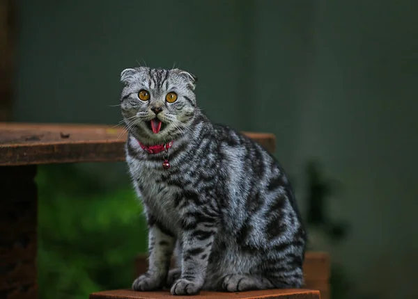 Een Bruine Schotse Vouw Kat Met Mooie Oranje Ogen Zittend — Stockfoto