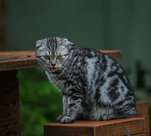 Brązowy Scottish Fold Kot Pięknymi Pomarańczowymi Oczami Siedzi Stole Zielonym — Zdjęcie stockowe