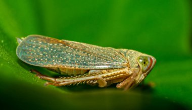 Bahçedeki yeşil yaprağın içinde küçük böcekler yaşar. Makro fotoğrafçılık 
