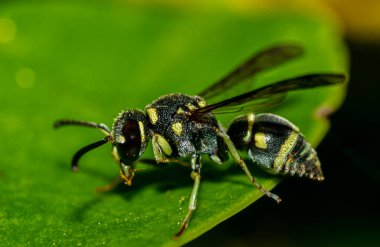 Bahçedeki yeşil yaprağın içinde küçük böcekler yaşar. Makro fotoğrafçılık 
