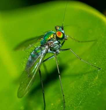 Bahçedeki yeşil yaprağın içinde küçük böcekler yaşar. Makro fotoğrafçılık 