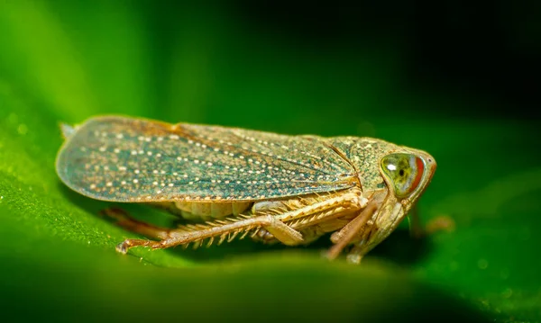 小さな昆虫は庭の周りの緑の葉に住んでいます マクロ写真 — ストック写真