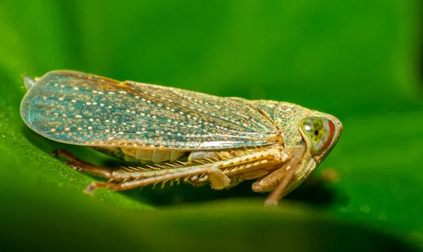 小さな昆虫は庭の周りの緑の葉に住んでいます マクロ写真 — ストック写真