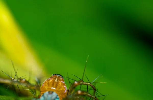 Piccolo Insetto Vivono Foglia Verde Intorno Nel Giardino Macro Immagini — Foto Stock