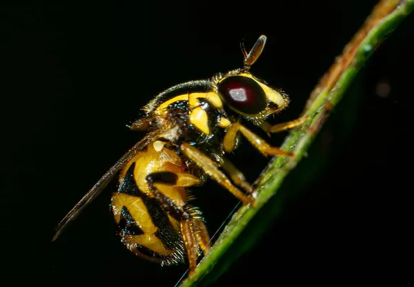 Pequeño Insecto Vive Hojas Verdes Alrededor Del Jardín Macro Fotografía — Foto de Stock