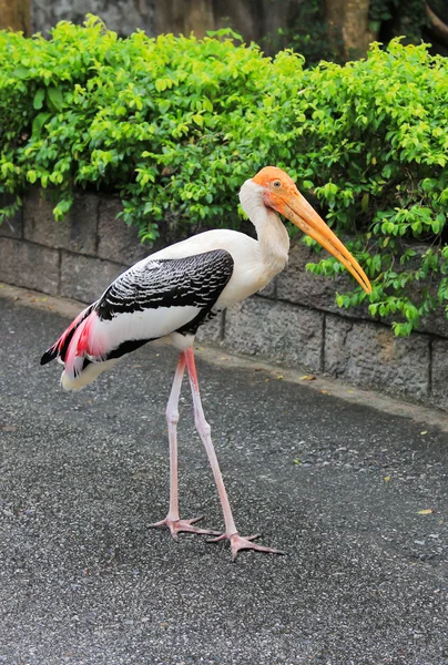 Beyaz kuş yolda yürürken
