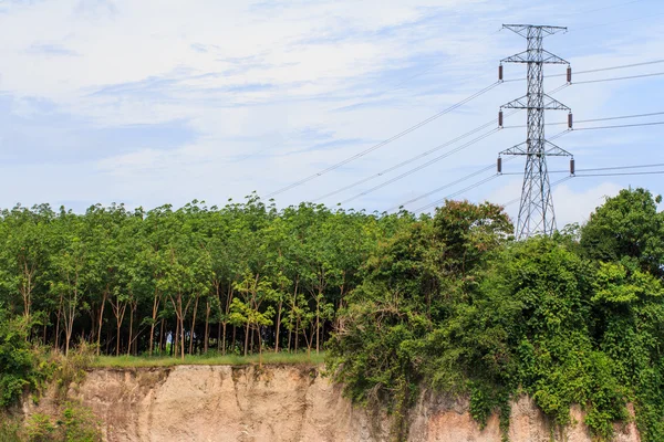 elektrik direği ile vahşi lastik