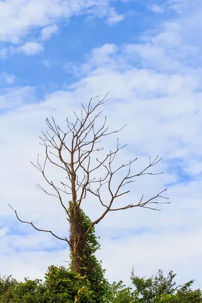 ağaçların yaprakları höyüğün üzerinde olmadan
