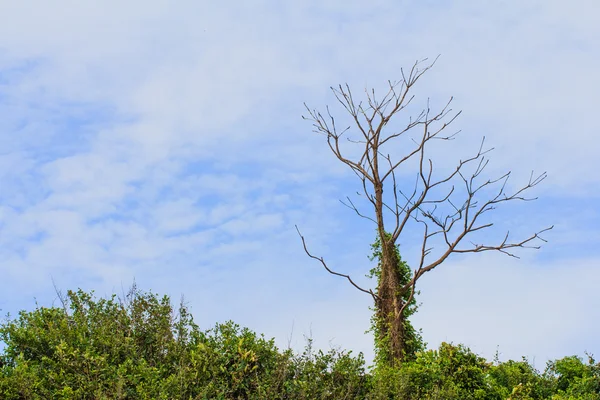 ağaçların yaprakları höyüğün üzerinde olmadan