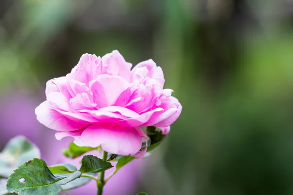 pembe Gül herb Garden