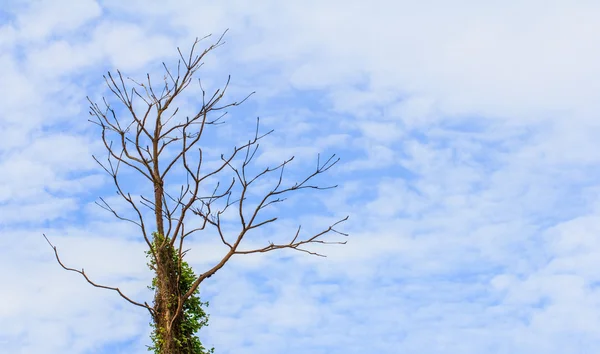 ağaçların yaprakları höyüğün üzerinde olmadan
