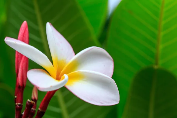 Bahçede Frangipani çiçeği