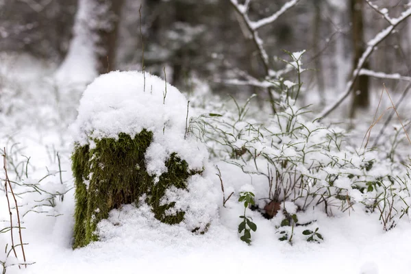 Ett litet träd kikar fram under snön. Kall snöig vinter. Makrofotografi. — Stockfoto